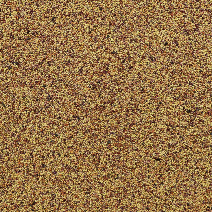 Organic red clover sprouting seeds, perfect for home sprouting to grow fresh, nutritious, and crunchy sprouts – Purely Organic Foods