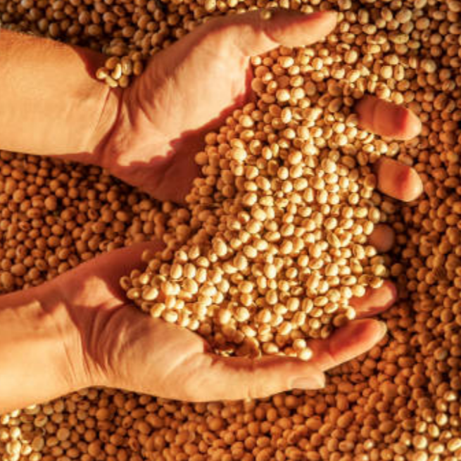 Organic Soy Beans