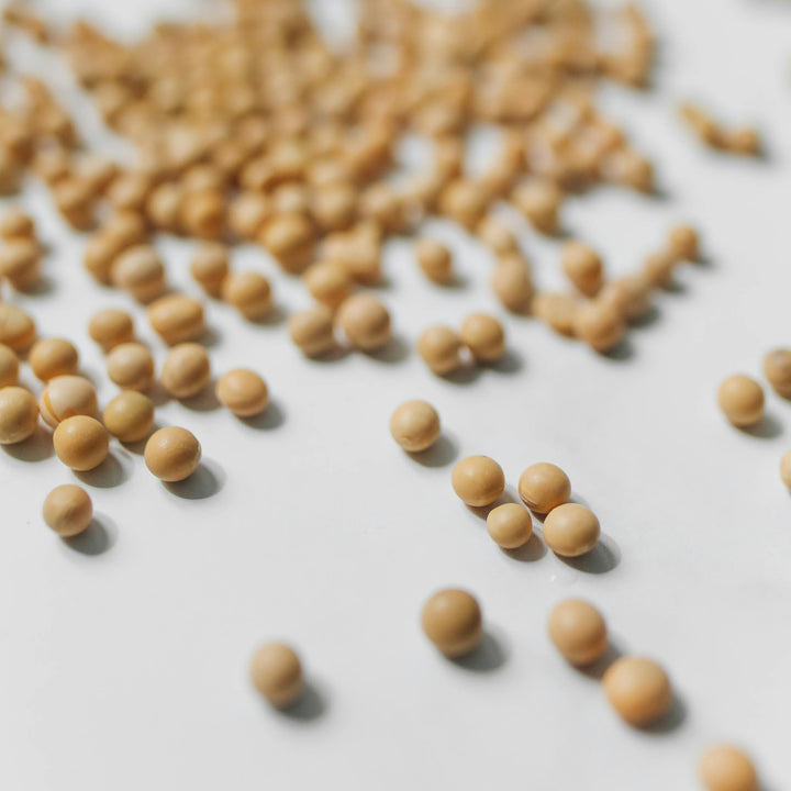 Organic Soy Beans