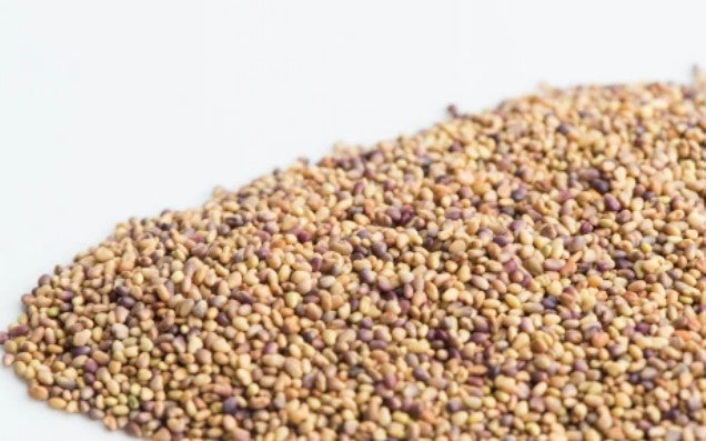 Premium organic red clover sprouting seeds, ideal for salads, sandwiches, and adding fresh greens to healthy meals – Purely Organic Foods